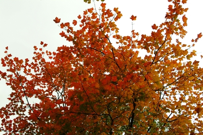 i colori di Guarcino